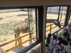 -西霞口神雕山野生动物世界