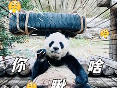 -上海野生动物园