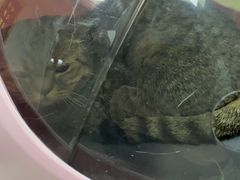 -宠颐生中康贝怡动物医院