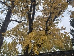 -苏州文庙(姑苏区)