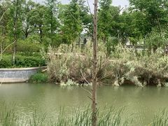 -西京湾花海