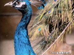 -天津zoonly动物主题公园
