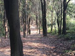 -火炉山森林公园