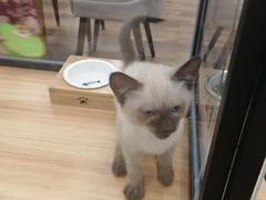 -袖虎·猫馆(体育西路店)