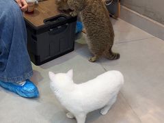 -Heymao猫咖.咖啡厅(东门店)