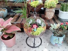 -秦美花卉(天朗·莱茵小城2期店)