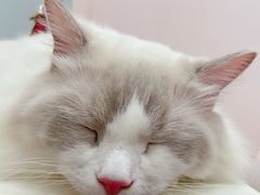 -酷豆宠物咖啡·宠物美食·撸猫馆