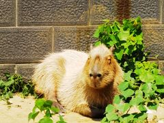 -合肥野生动物园