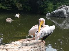 -昆明动物园