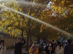 -三里屯东五街银杏大道