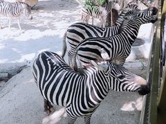 -深圳野生动物园