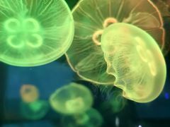 -泉城欧乐堡海洋极地世界