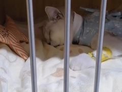 -谐和益家动物医院·免疫绝育·血液透析·宠保定点医院(高新伊藤分院)