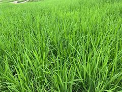 -迪茵湖田家舍生态农场