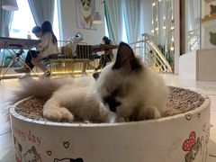 -喵喵咪呀布偶猫咖(春熙路店)
