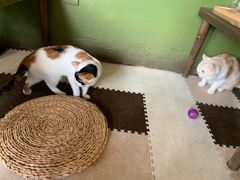 -猫猫幼稚园·撸猫·桌游·电玩