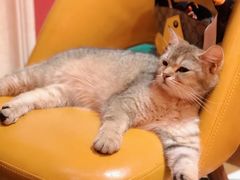 -猫色咖啡·猫咖