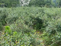 -金谷域澳洲庄园