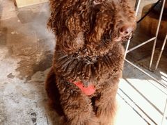 -more than meow吴止猫主题餐厅(承德 中船汇店)