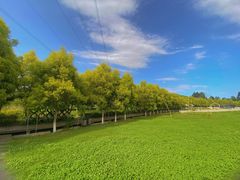 -紫颐香薰山谷景区