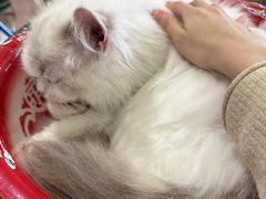 -平行世界·猫咖(首经贸店)