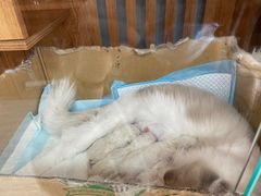-叮叮猫咪生活馆