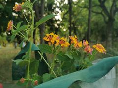 -松山湖南湖湾露营营地