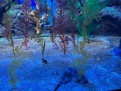 -上海海洋水族馆