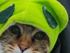 -爱洗澡的猫(望京店)