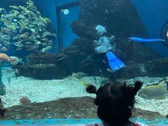 -海合安武汉极地海洋公园