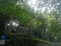 -龙井村
