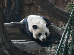 -泉州海丝野生动物世界