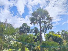 -中国科学院西双版纳热带植物园