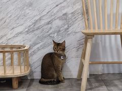 -楼上猫咖(罗湖店)