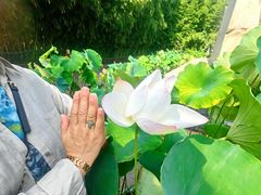 -莲花池公园