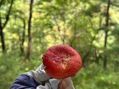 -陕西省红河谷森林公园