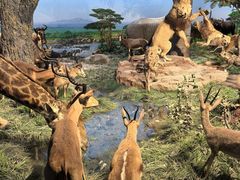 -国家自然博物馆