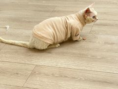 -瞄一喵猫咖(格力海岸店)