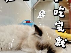 -1013 PET SHOP精品宠物商店(丁香店)