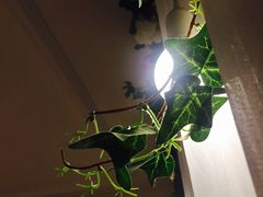 -上海玫瑰园度假酒店