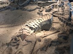 -自贡恐龙博物馆