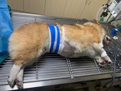 -乐琪宠物医院·犬猫专科·骨外科·急重症