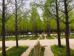 森林停车场-日照海滨国家森林公园