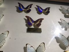 -上海昆虫博物馆