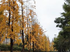 -成都市活水公园