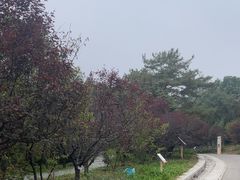 -北京鹫峰国家森林公园