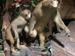 -游龙石文化科普馆