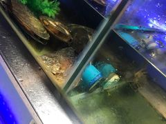 水产区-V-ONE西雅图海鲜自助餐厅(仓山万达广场店)