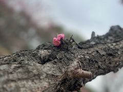 -无锡梅园公园