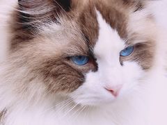 -喵屿·大理花园猫咖